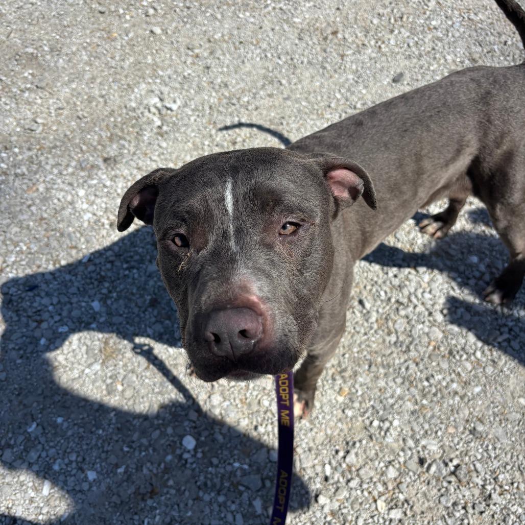 Wade, a Adoptable Pit Bull Terrier in Columbia, MO image 4/6