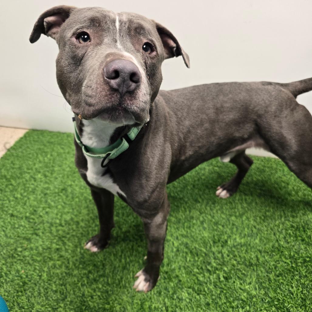 Wade, a Adoptable Pit Bull Terrier in Columbia, MO image 5/6