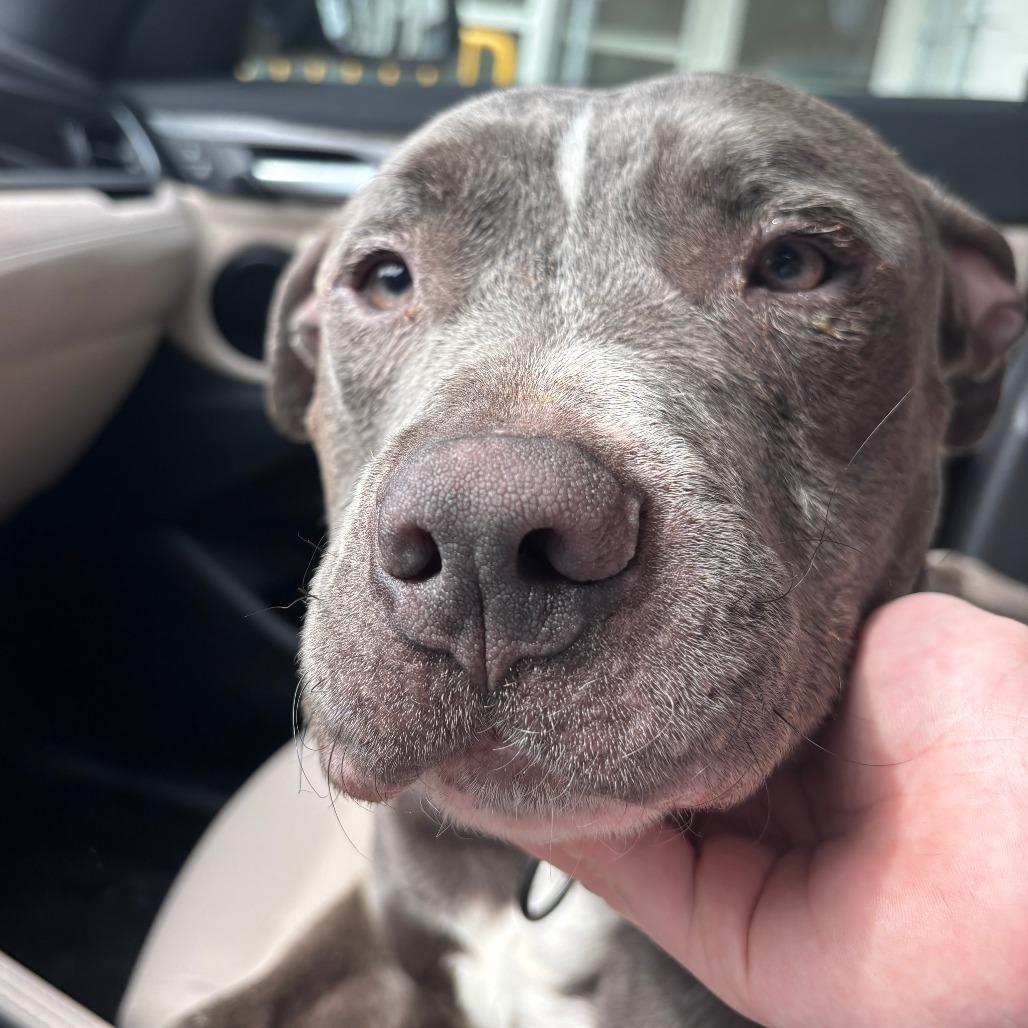 Wade, a Adoptable Pit Bull Terrier in Columbia, MO image 6/6
