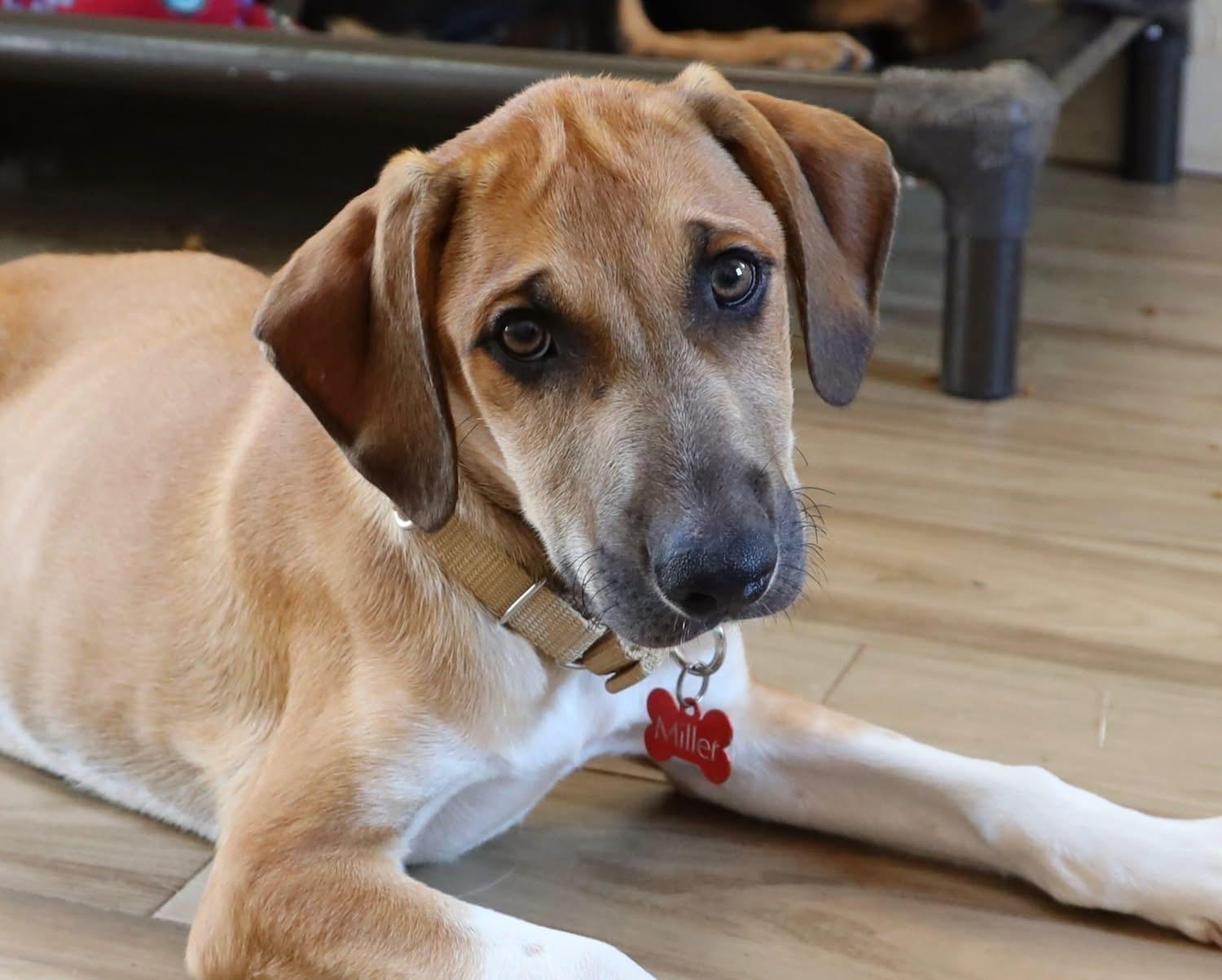 Swisher, a ADOPTABLE mixed breed in Southlake, TX image 4/4