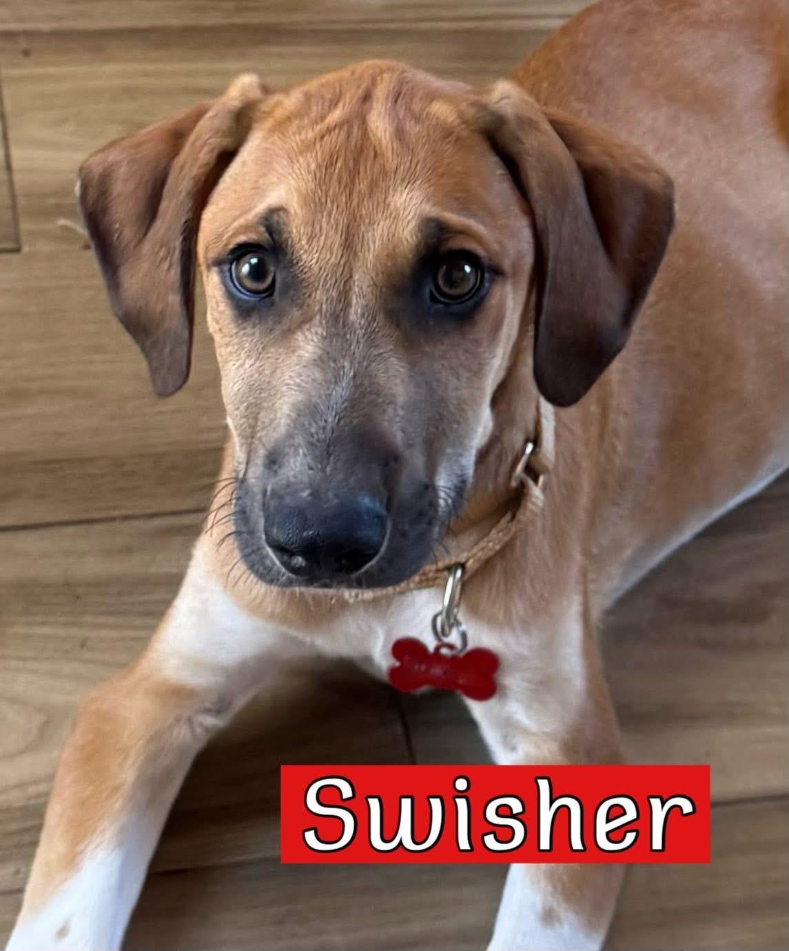 Swisher, a ADOPTABLE mixed breed in Southlake, TX image 1/4