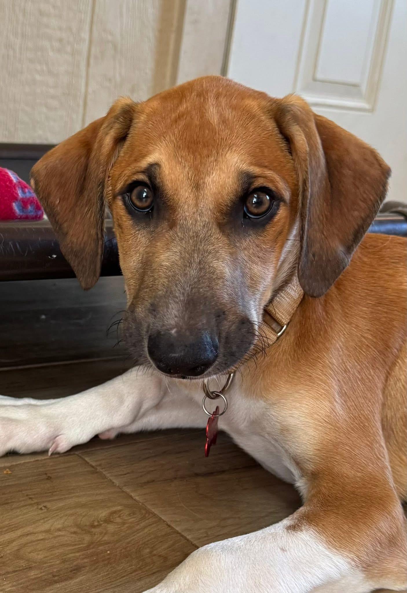Swisher, a ADOPTABLE mixed breed in Southlake, TX image 2/4