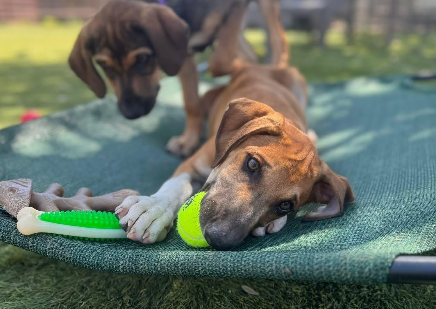 Swisher, a ADOPTABLE mixed breed in Southlake, TX image 3/4