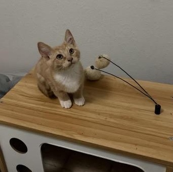 Addition, ADOPTABLE, Kitten Male Domestic Short Hair.