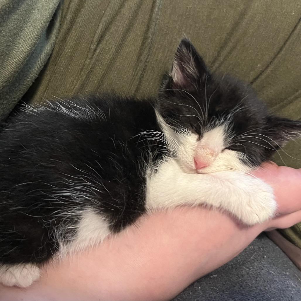 Louis, a Adoptable Domestic Short Hair in Layton, UT image 1/5