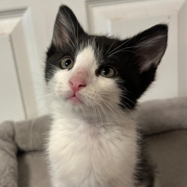 Louis, a Adoptable Domestic Short Hair in Layton, UT image 2/5