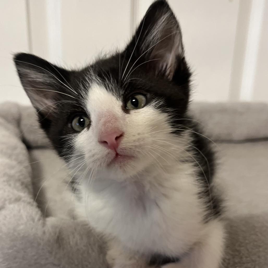 Louis, a Adoptable Domestic Short Hair in Layton, UT image 4/5