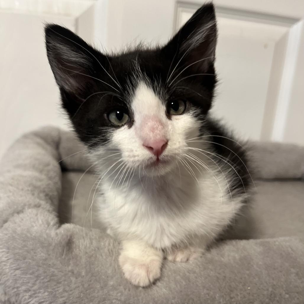 Louis, a Adoptable Domestic Short Hair in Layton, UT image 5/5