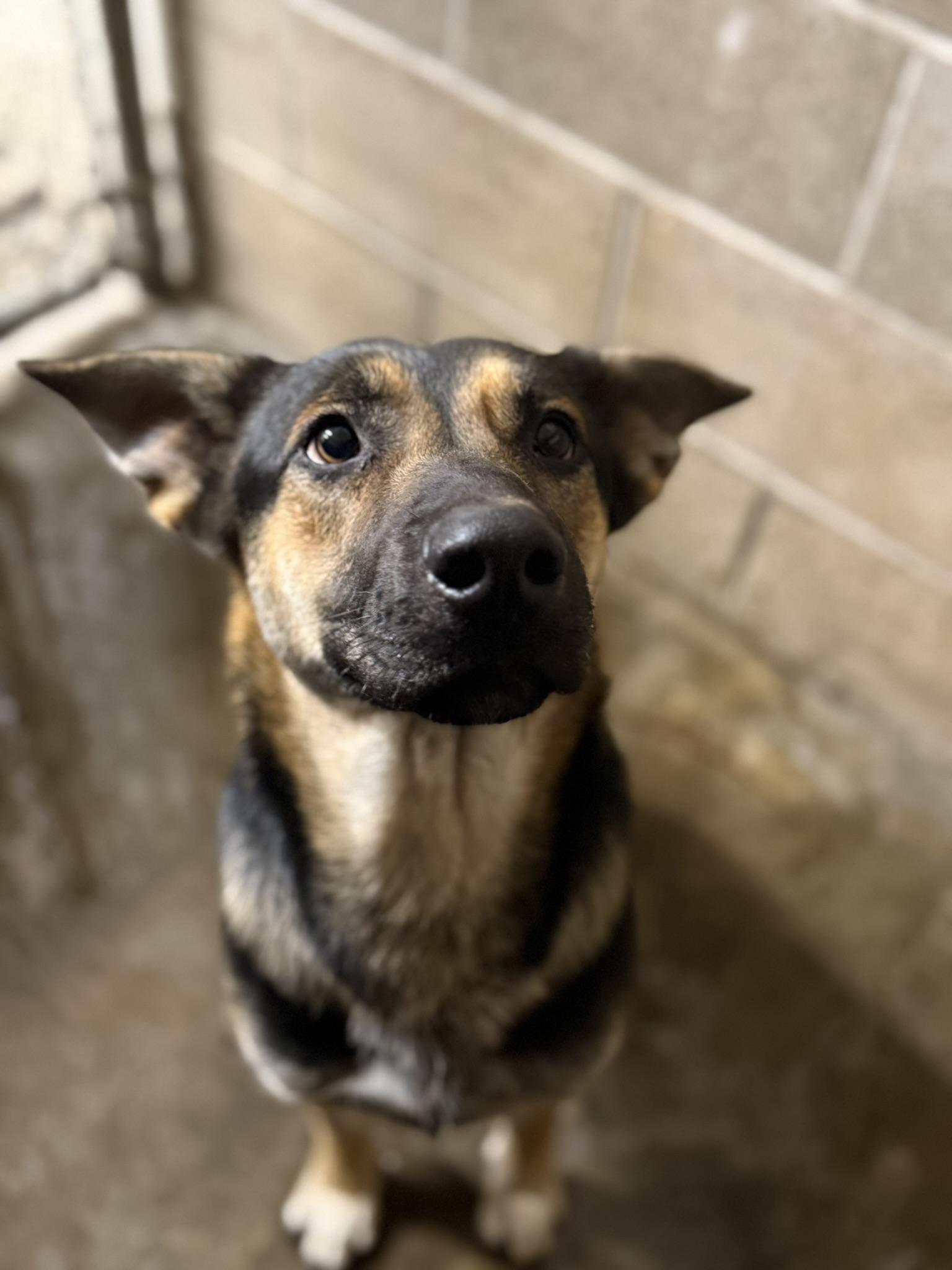 Enlarge Pawsha, a Adoptable mixed breed in Oakdale, CA image 1/1