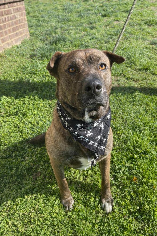 Sullivan, Adoptable, Adult Male Mixed Breed.