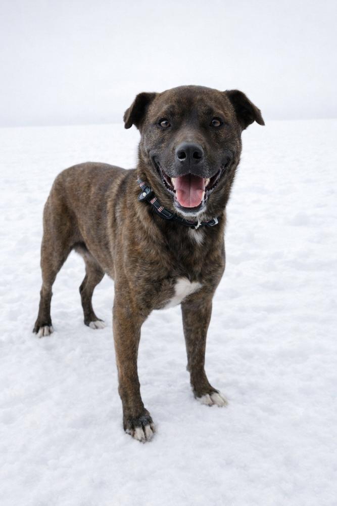 Enlarge Sullivan, a Adoptable mixed breed in Dickson, TN image 2/3
