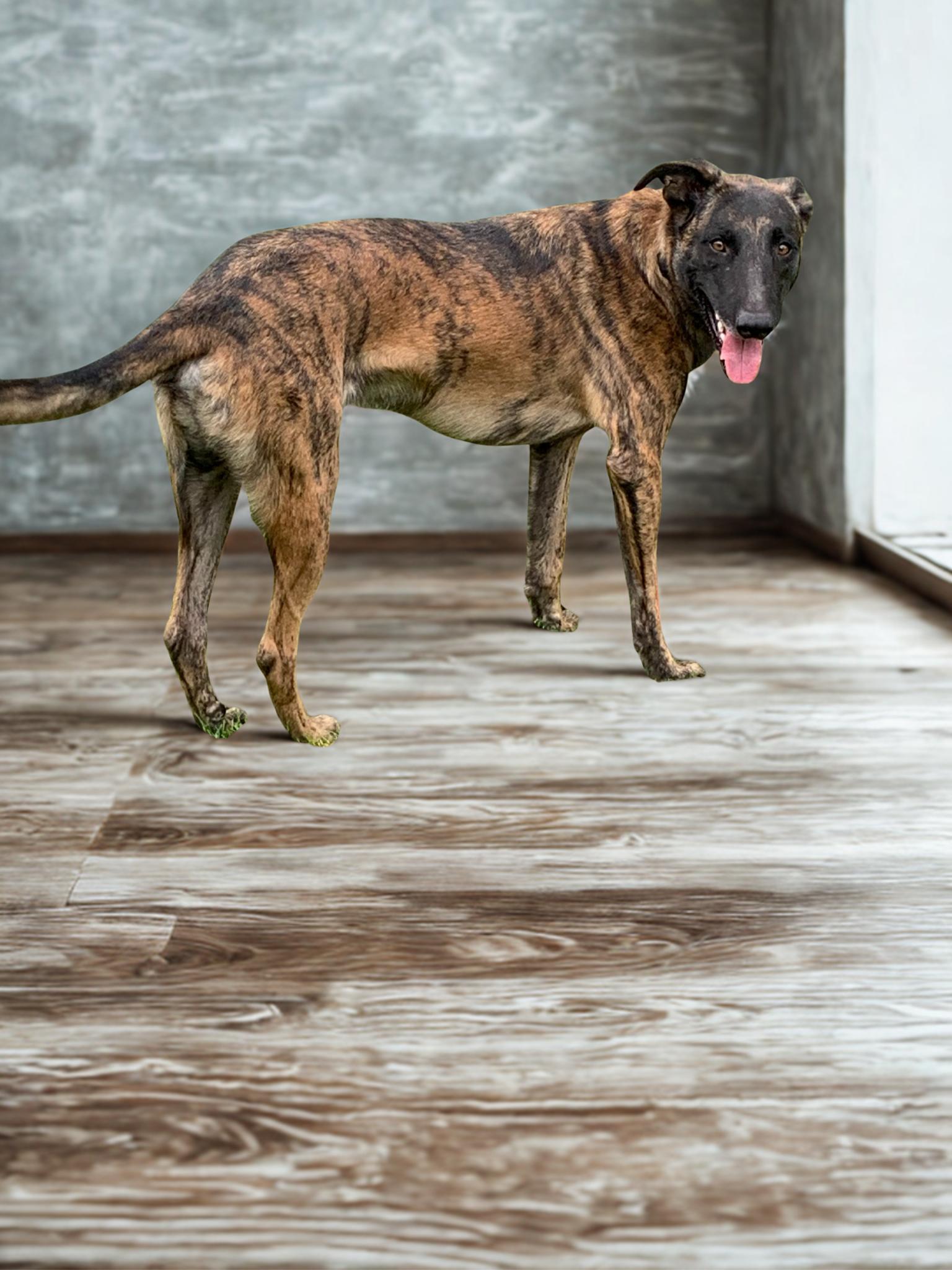 Malik, a Adoptable mixed breed in Kuna, ID image 4/4