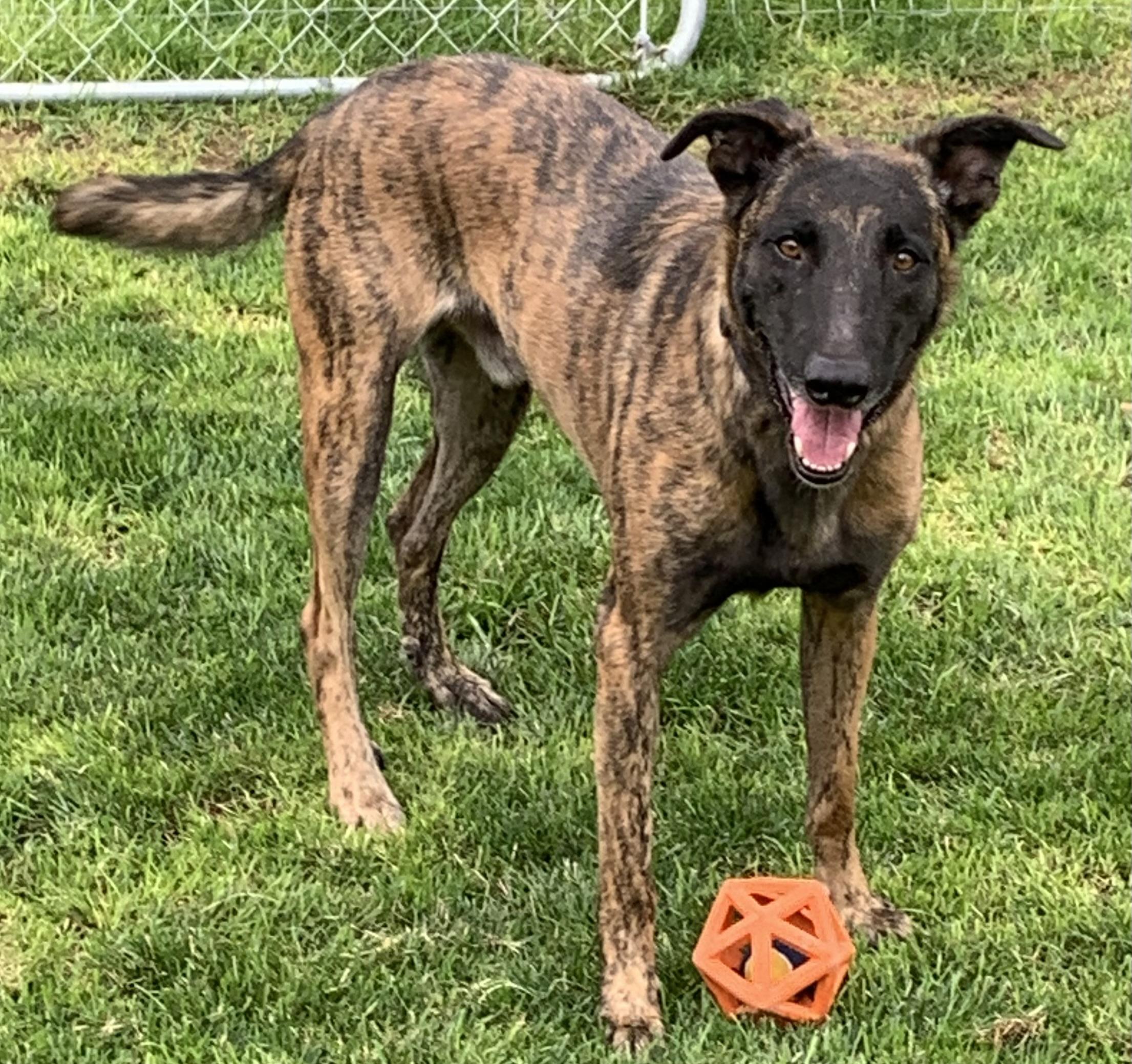 Malich, an adoptable Belgian Shepherd / Malinois, Dutch Shepherd in Kuna, ID, 83634 | Photo Image 1