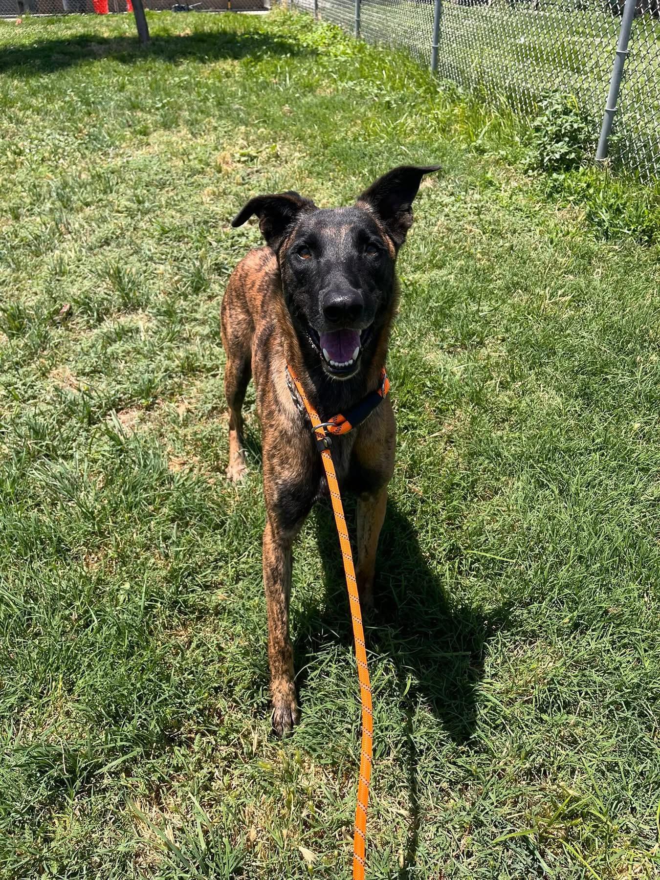 Malich, an adoptable Belgian Shepherd / Malinois, Dutch Shepherd in Kuna, ID, 83634 | Photo Image 4