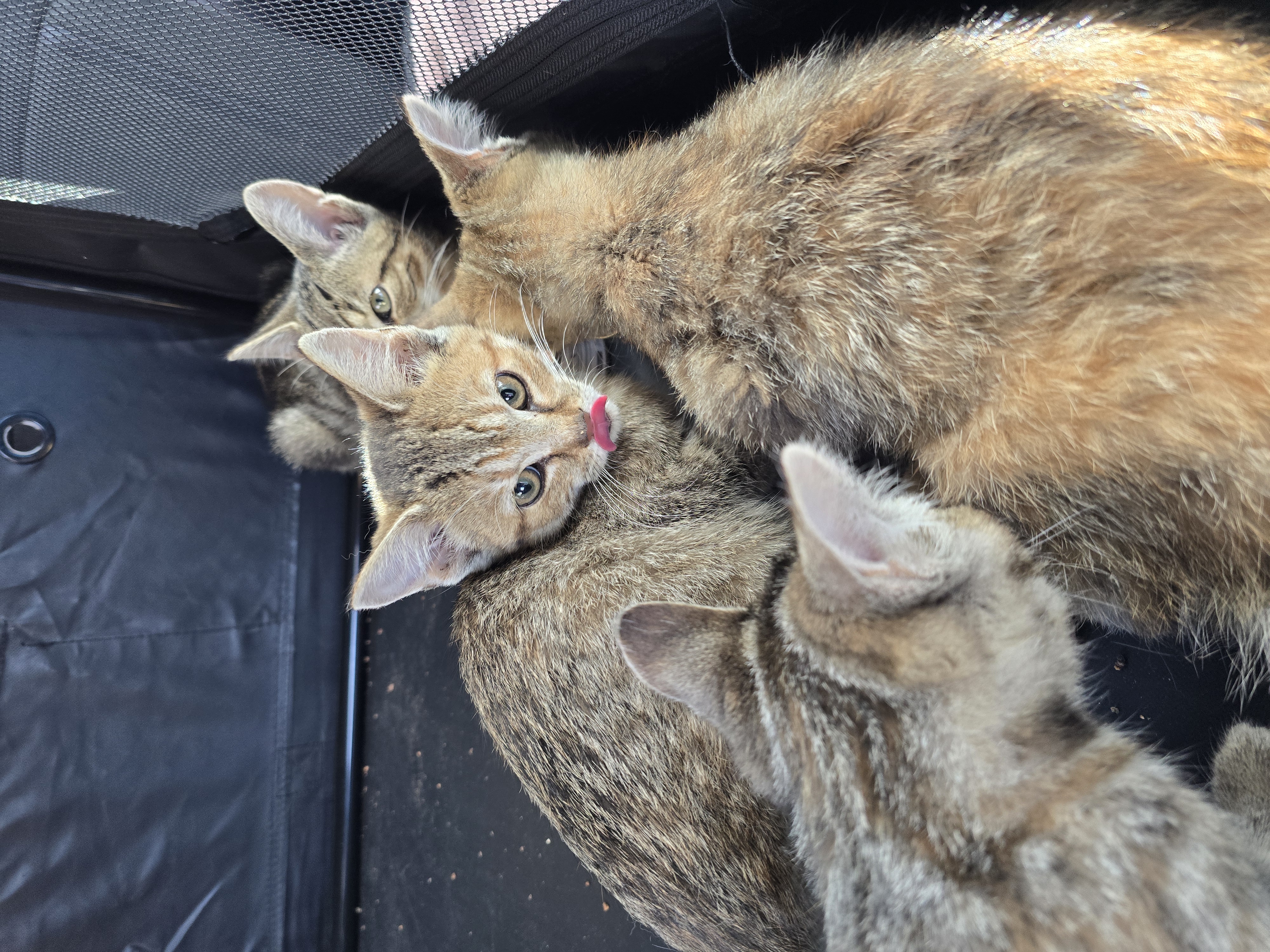 Enlarge Mimi, a Adoptable Domestic Short Hair in Lucknow, ON image 5/6