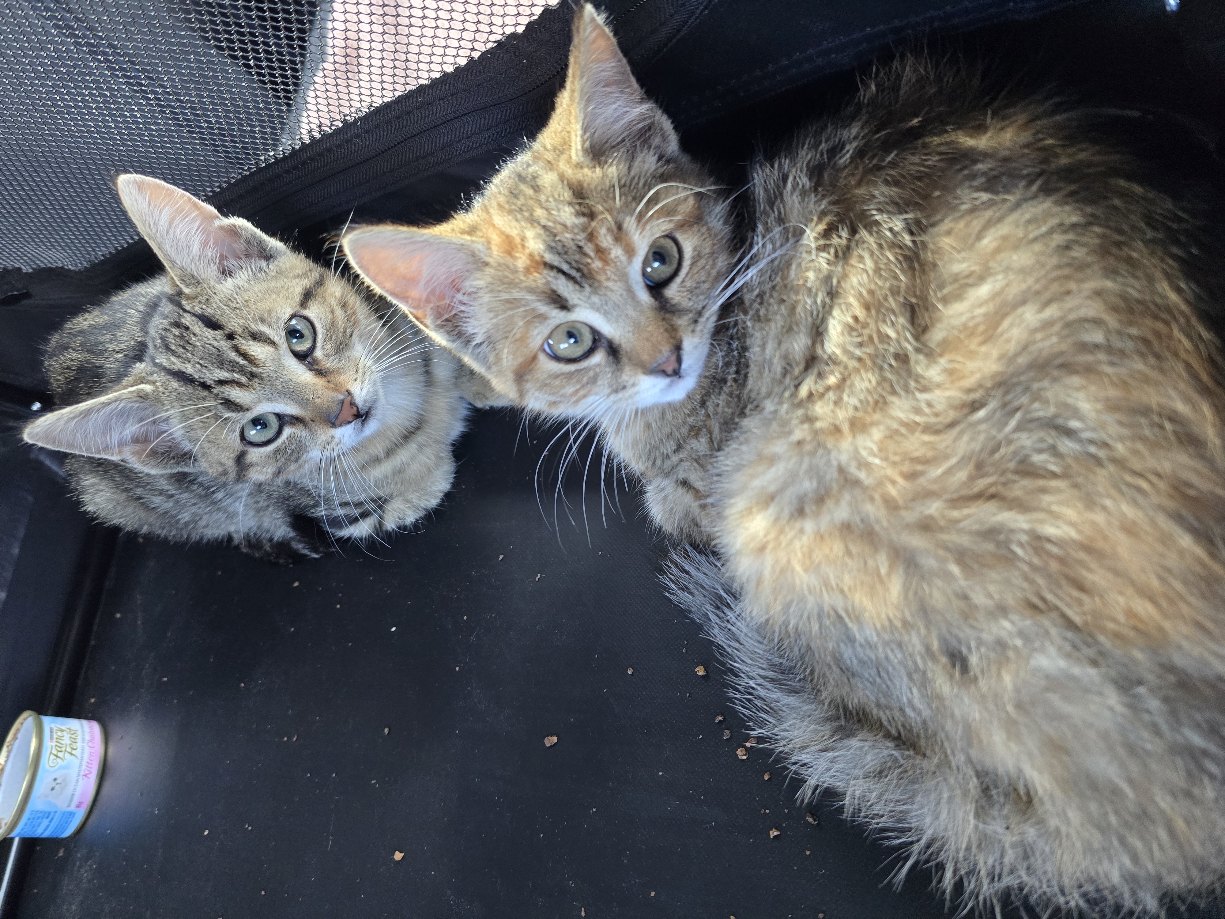 Enlarge Mimi, a Adoptable Domestic Short Hair in Lucknow, ON image 1/6