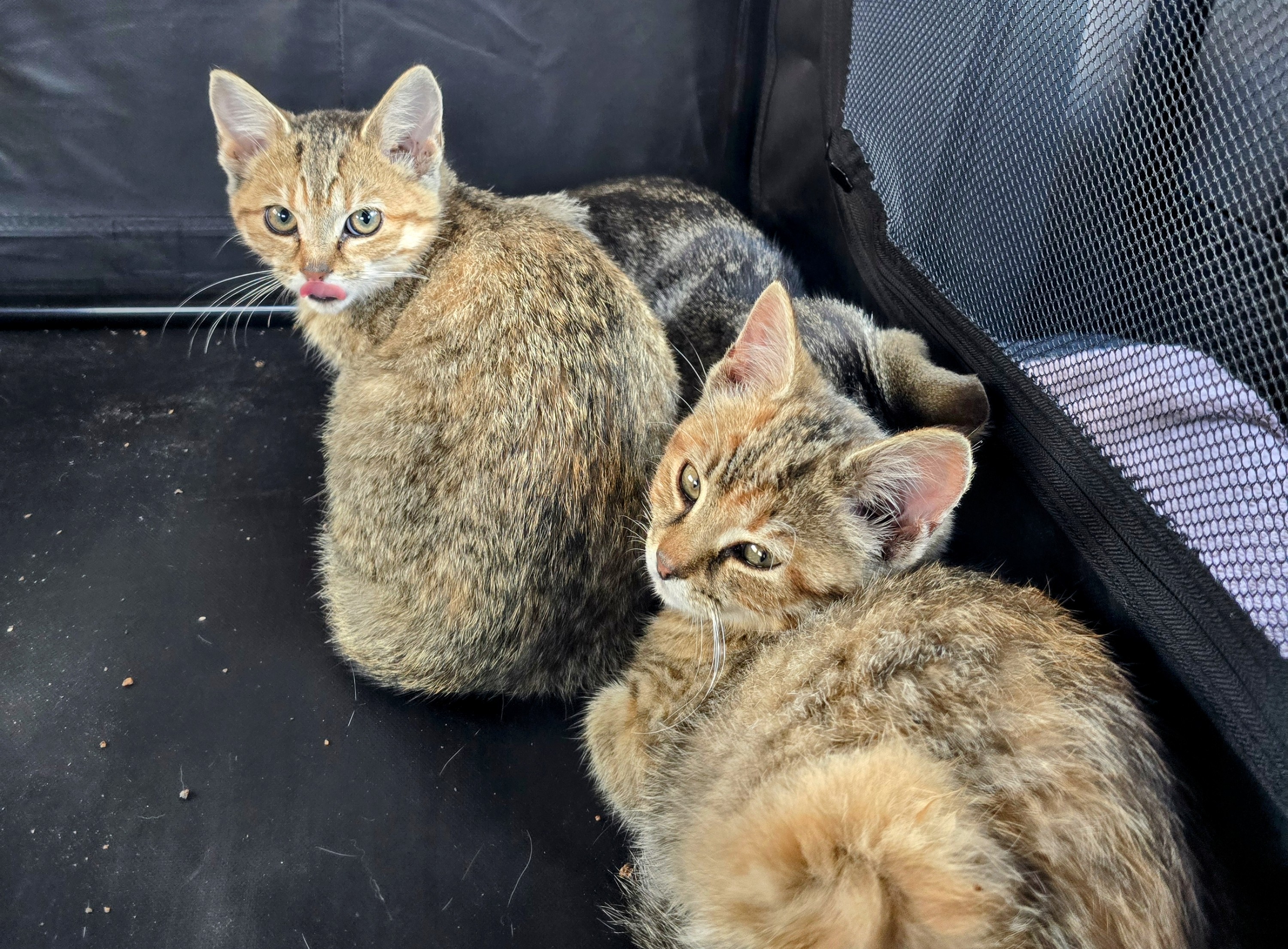 Enlarge Mimi, a Adoptable Domestic Short Hair in Lucknow, ON image 4/6