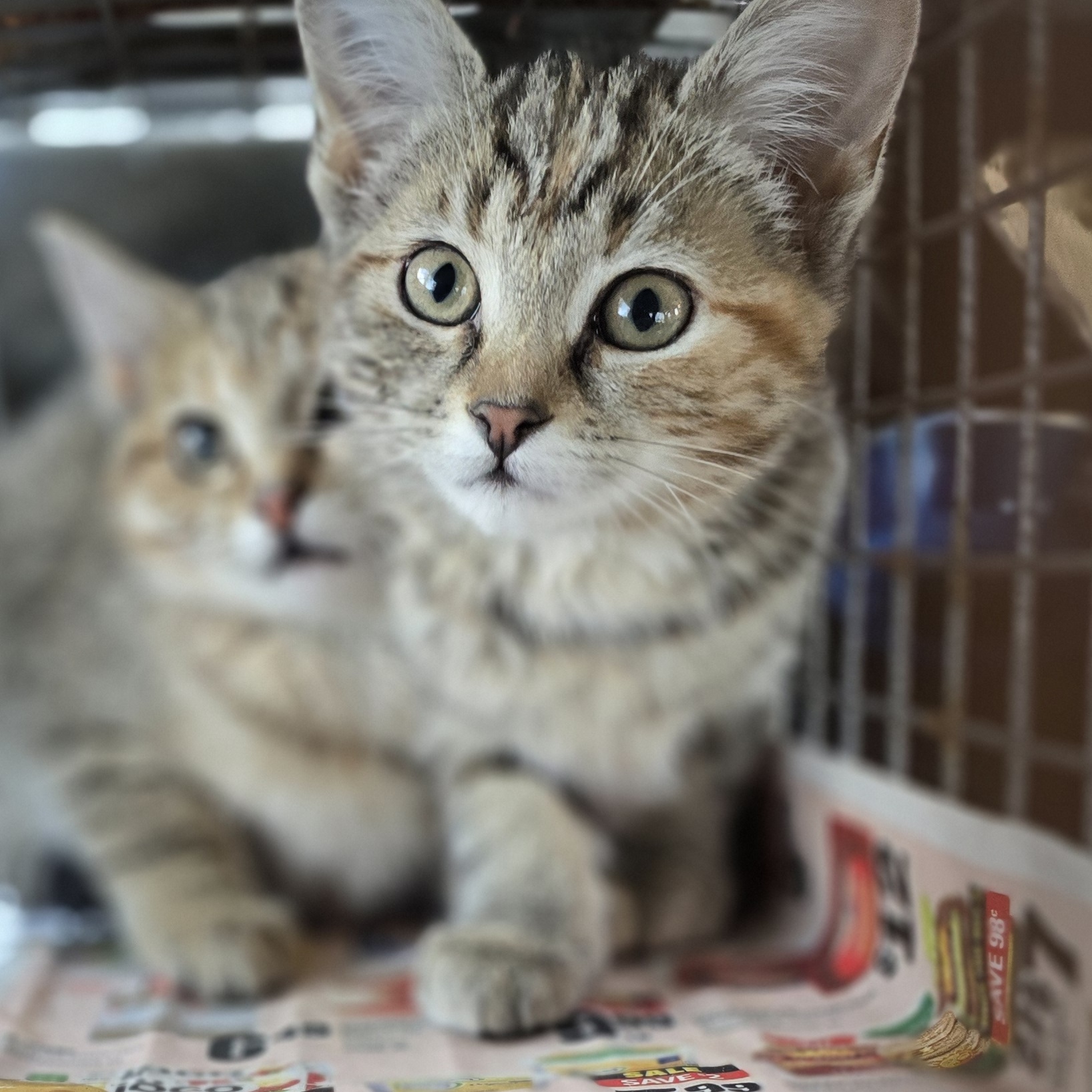 Enlarge Mimi, a Adoptable Domestic Short Hair in Lucknow, ON image 2/6