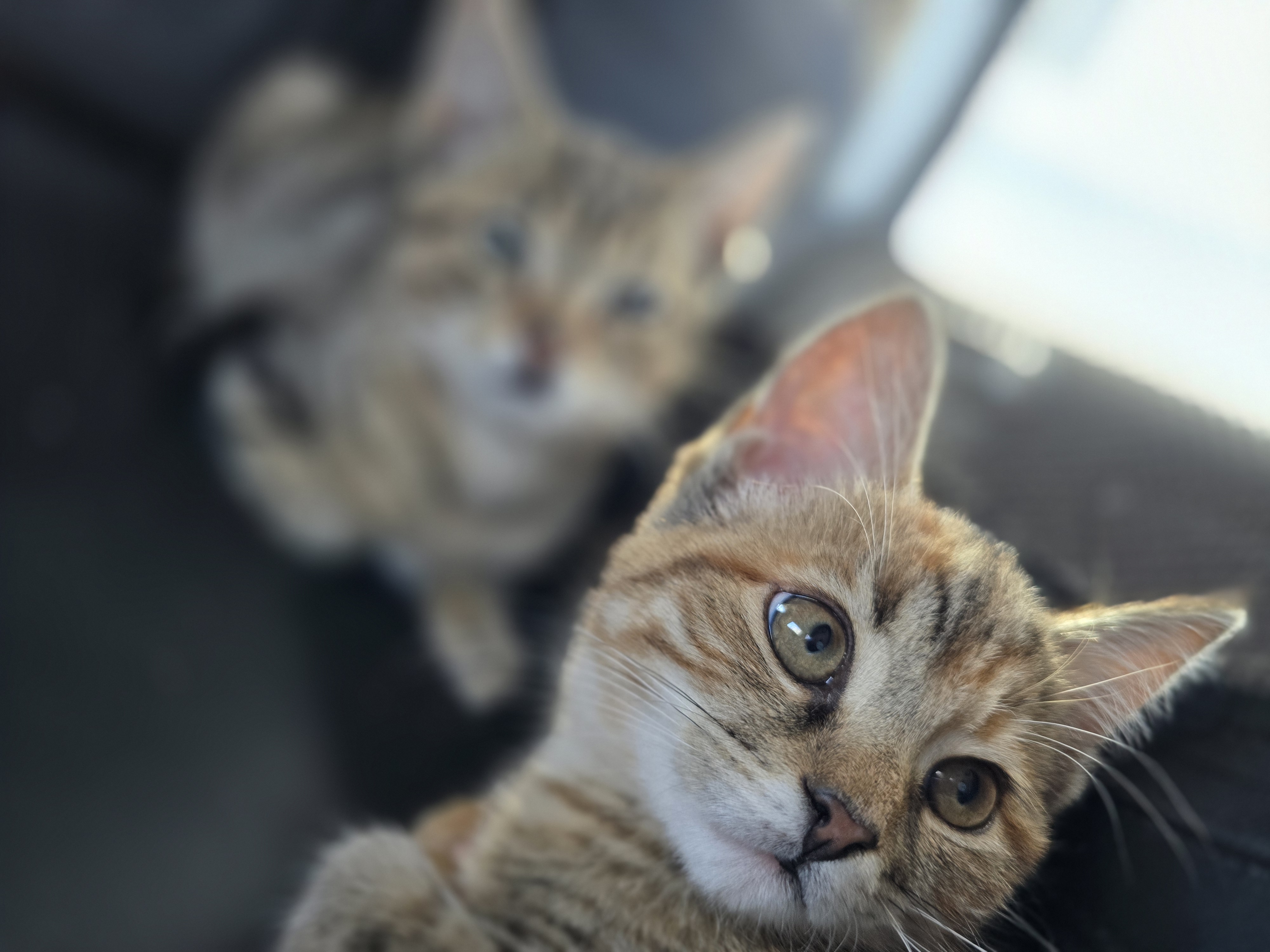 Enlarge Mimi, a Adoptable Domestic Short Hair in Lucknow, ON image 6/6