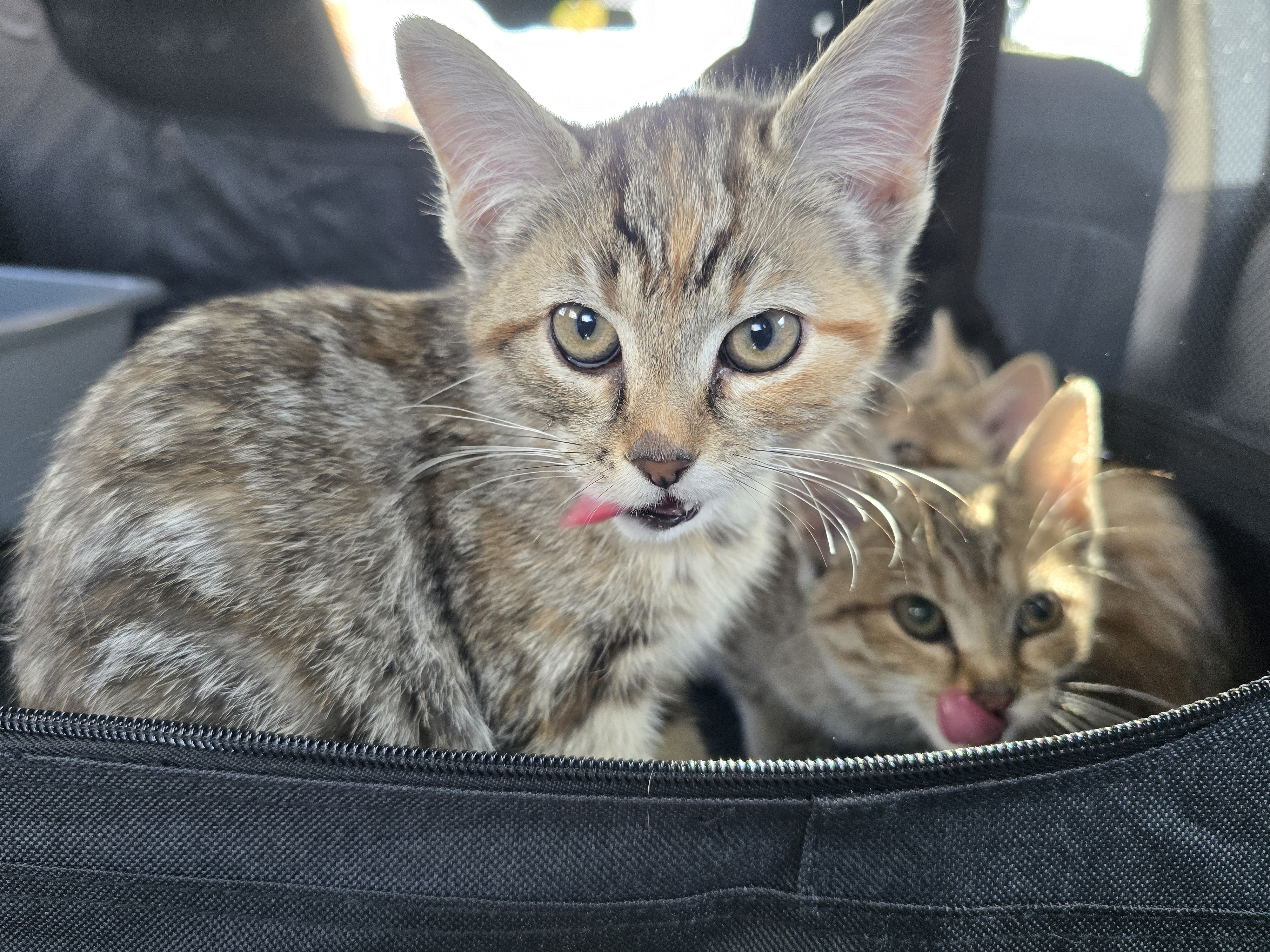 Enlarge Mimi, a Adoptable Domestic Short Hair in Lucknow, ON image 3/6