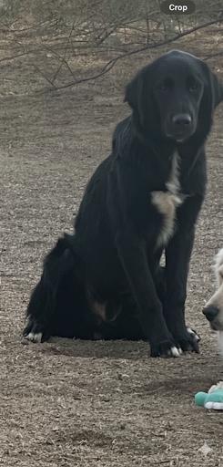 Enlarge Boo, an adopted mixed breed in Bakersfield, CA image 1/5