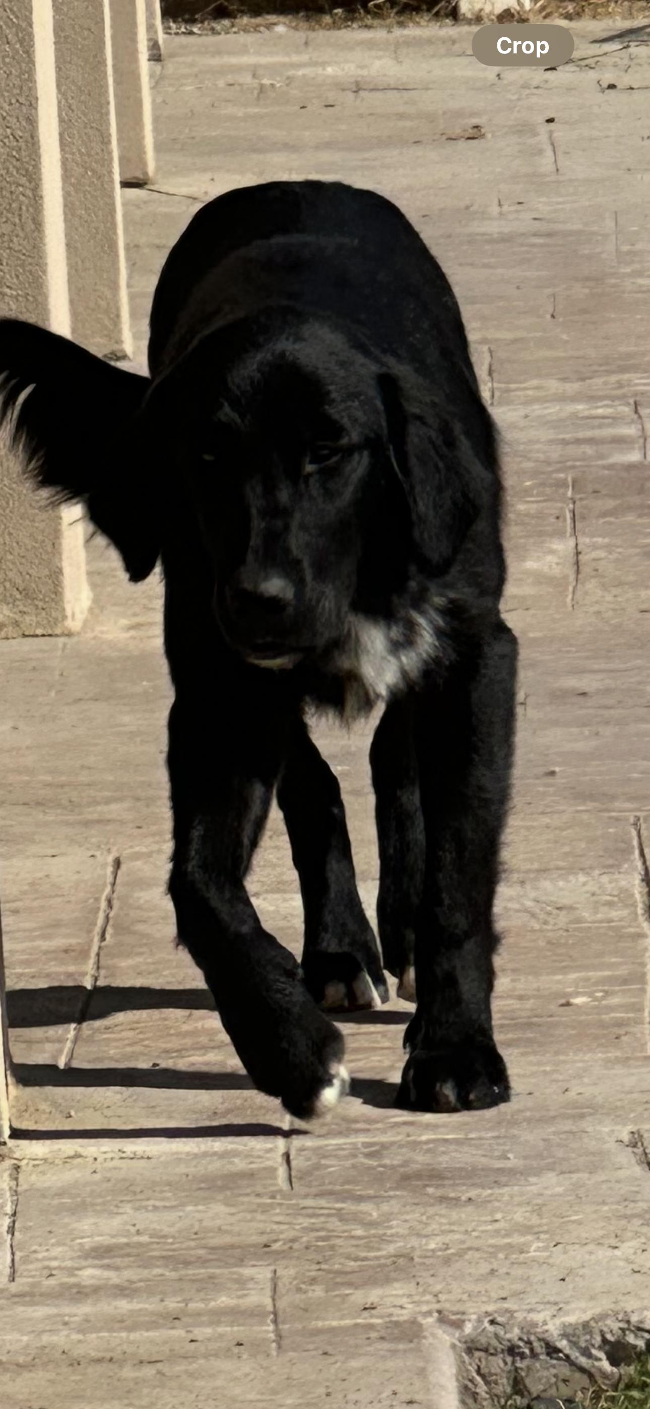 Enlarge Boo, an adopted mixed breed in Bakersfield, CA image 2/5