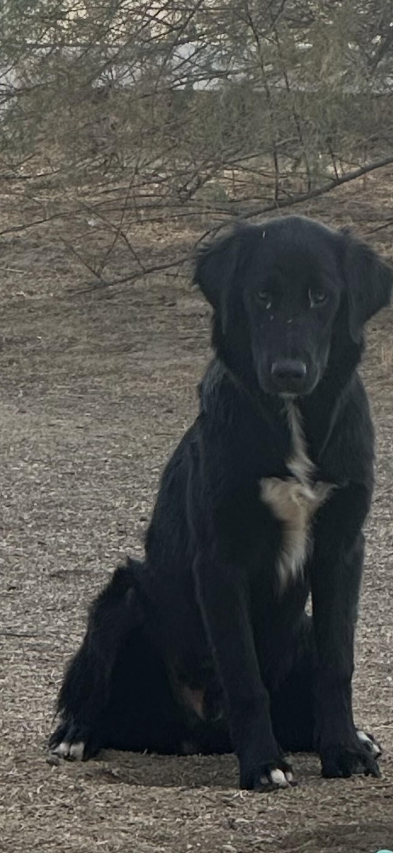 Enlarge Boo, an adopted mixed breed in Bakersfield, CA image 3/5