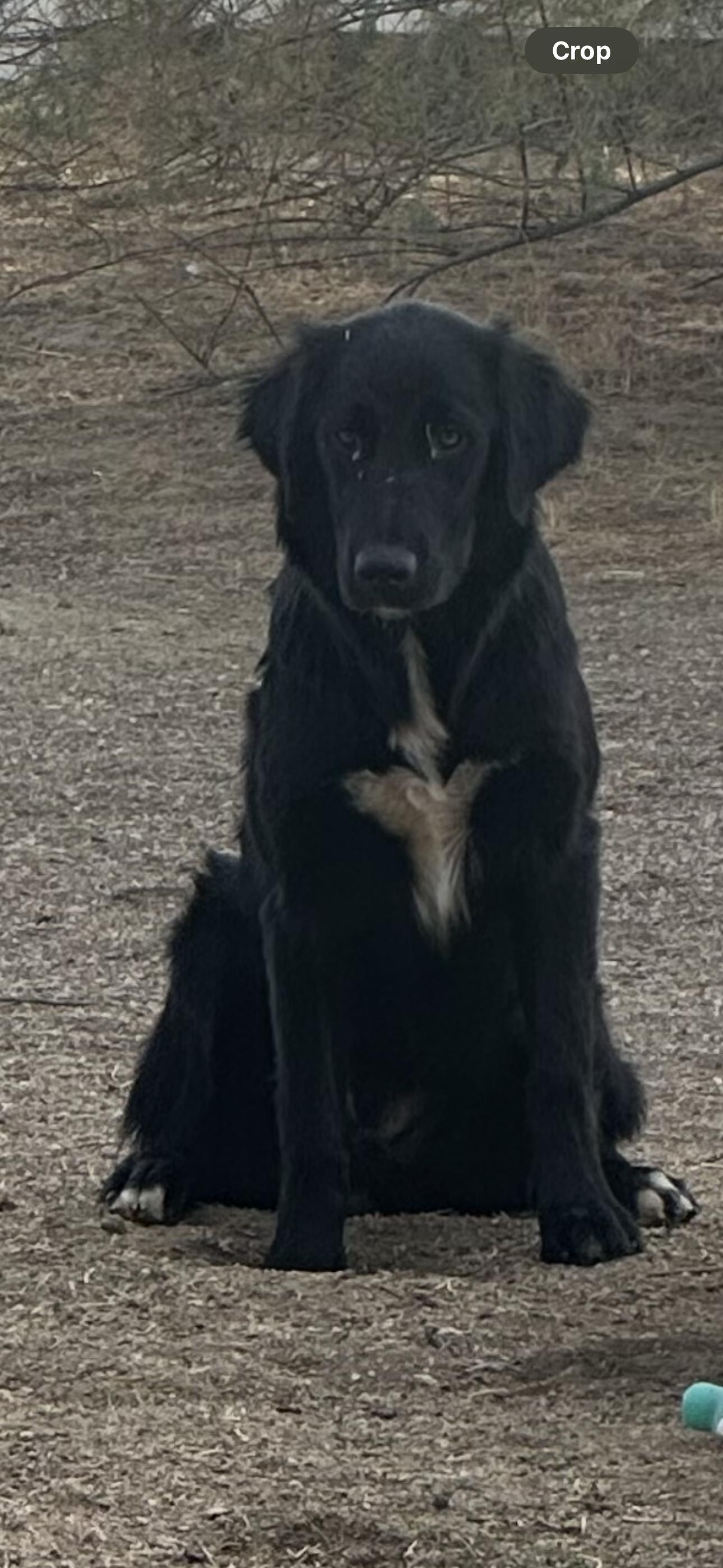 Enlarge Boo, an adopted mixed breed in Bakersfield, CA image 4/5