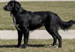 Enlarge Boo, an adopted mixed breed in Bakersfield, CA image 5/5