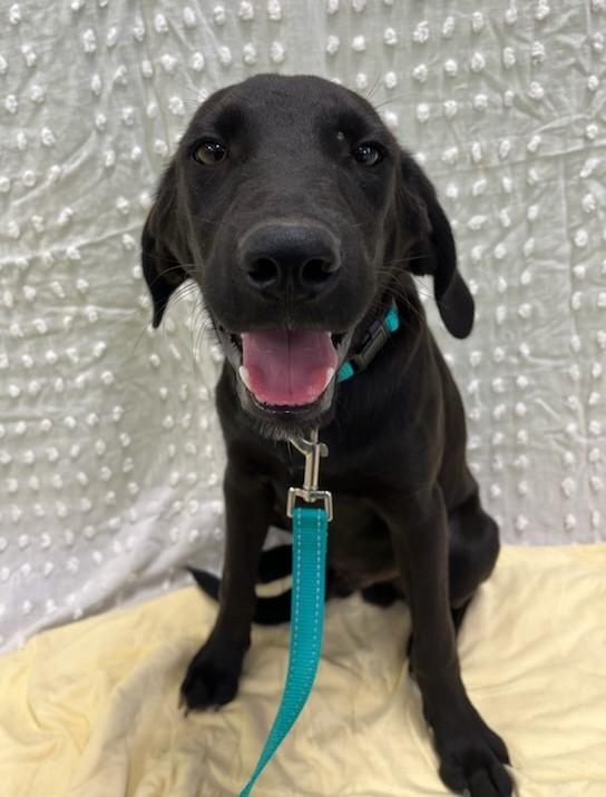 Enlarge Brian, a Adopted mixed breed in Southampton, PA image 1/1