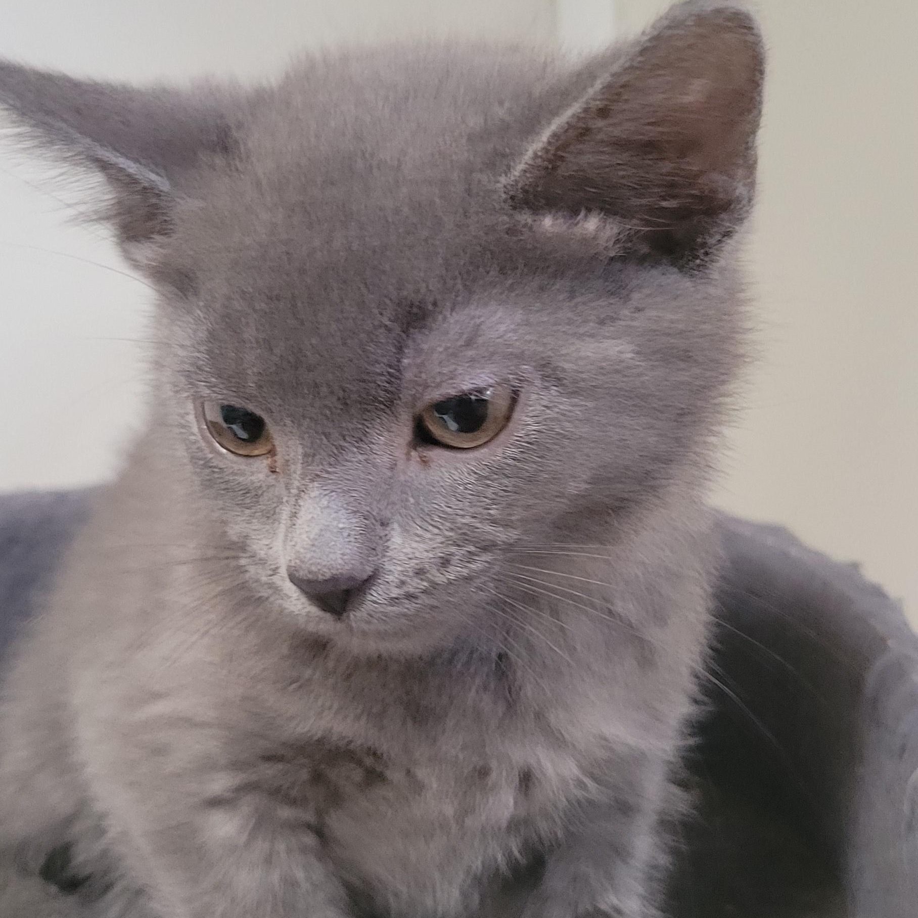 Sabine, ADOPTABLE, Kitten Female Domestic Short Hair.