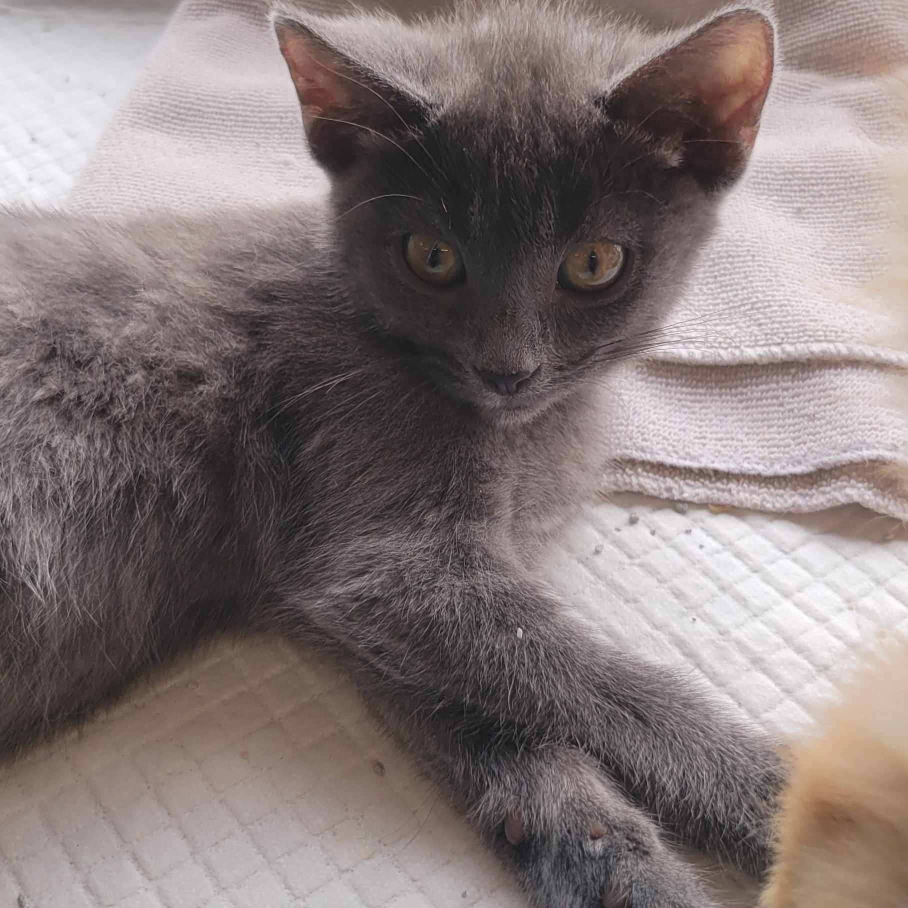Sabine, a ADOPTABLE mixed breed in Racine, WI image 2/2