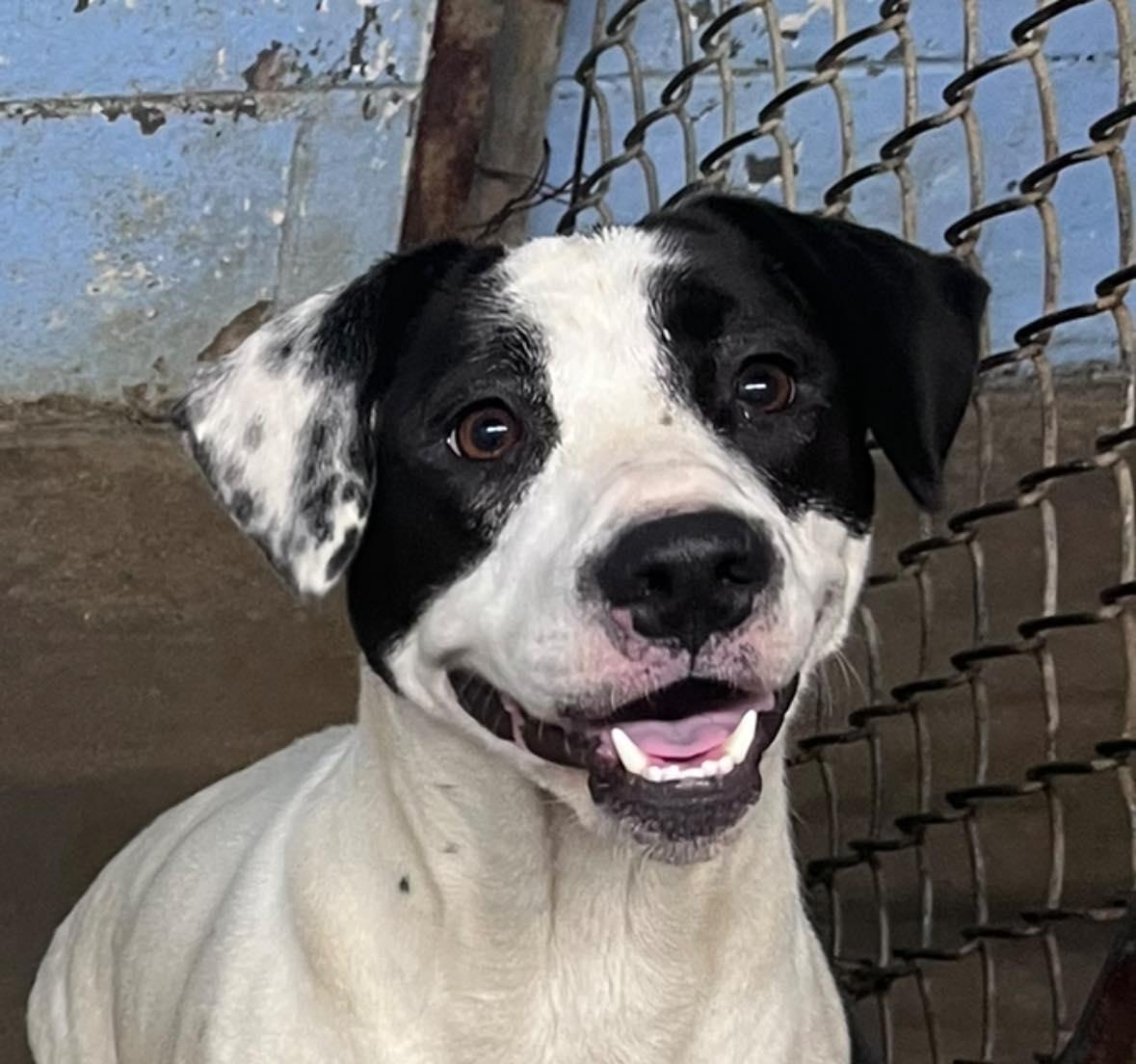 Penny, Adoptable, Young Female Pit Bull Terrier.