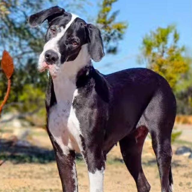 Enlarge Millie, a Adoptable Great Dane in Tehachapi, CA image 1/6