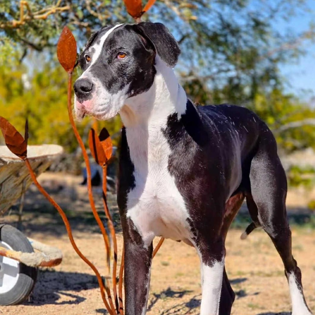 Enlarge Millie, a Adoptable Great Dane in Tehachapi, CA image 6/6