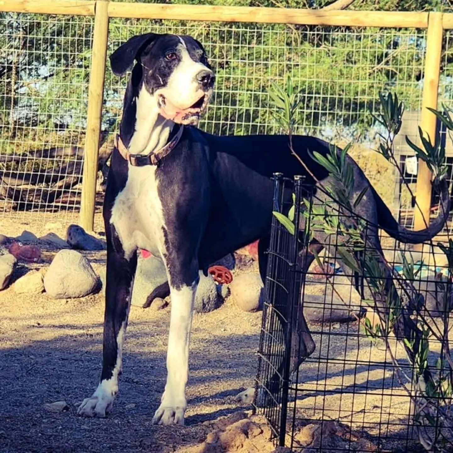 Enlarge Millie, a Adoptable Great Dane in Tehachapi, CA image 2/6