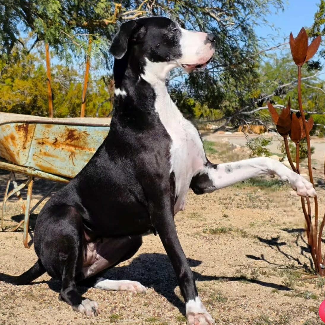 Enlarge Millie, a Adoptable Great Dane in Tehachapi, CA image 3/6
