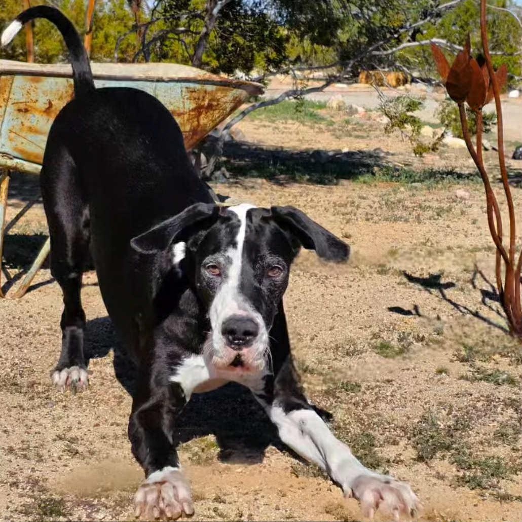 Enlarge Millie, a Adoptable Great Dane in Tehachapi, CA image 4/6