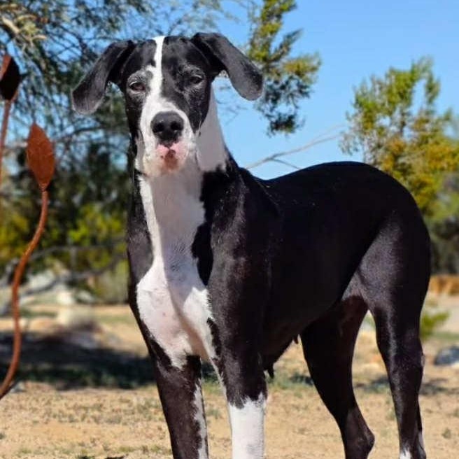 Enlarge Millie, a Adoptable Great Dane in Tehachapi, CA image 5/6