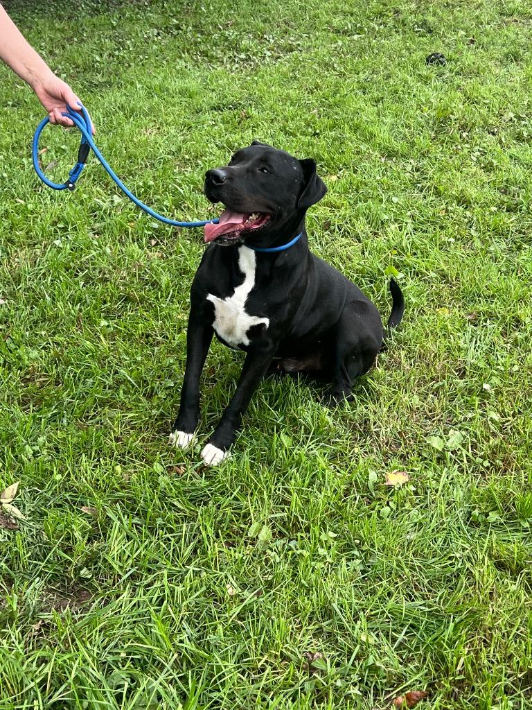 Enlarge WRANGLER adopted, a Adopted mixed breed in Crossville, TN image 6/6