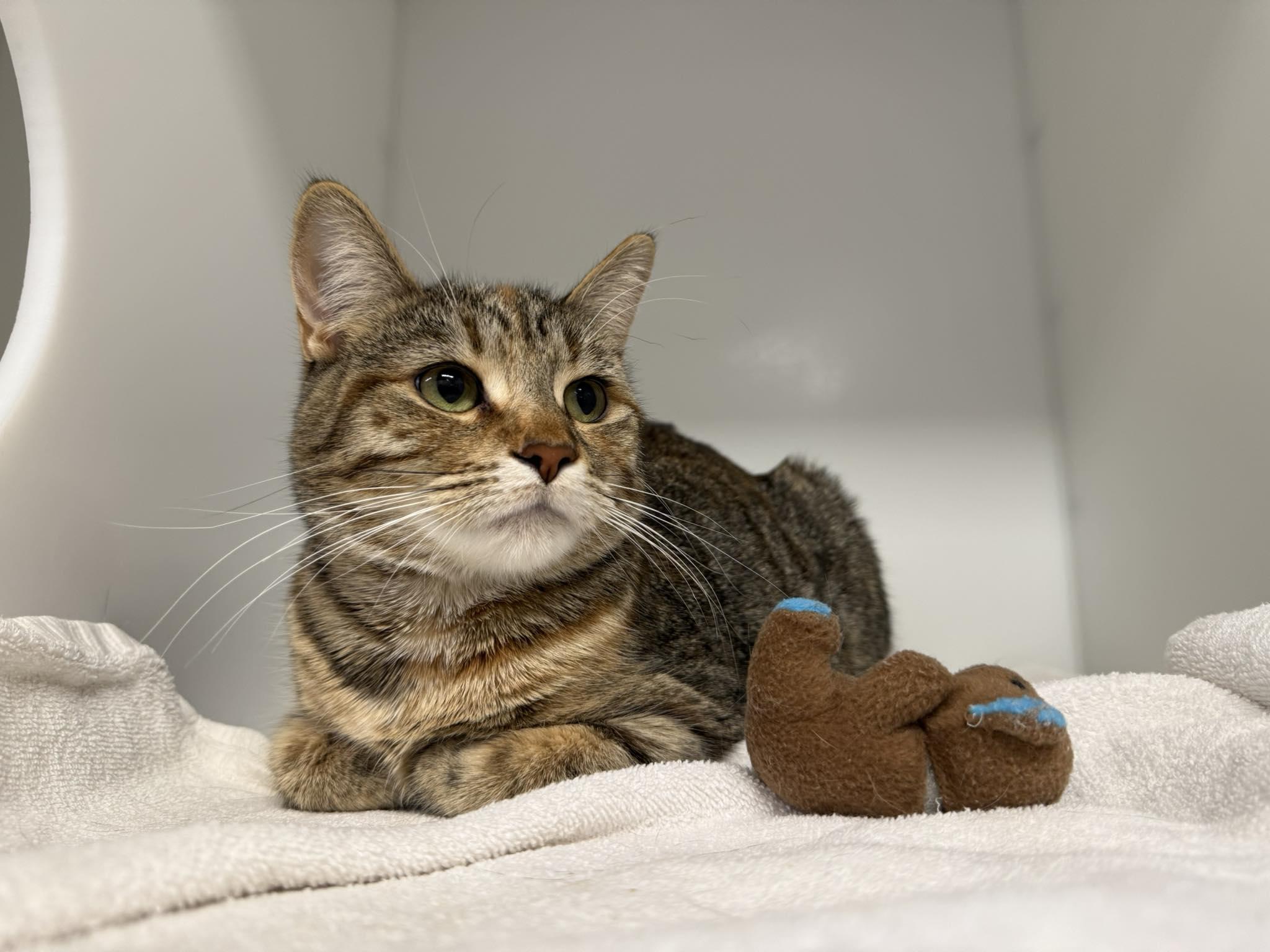 Enlarge Bibou, an adopted Domestic Short Hair in Delson, QC image 1/1