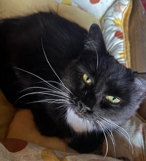 Enlarge Harley, a Adoptable Domestic Long Hair in Warren, MI image 1/1