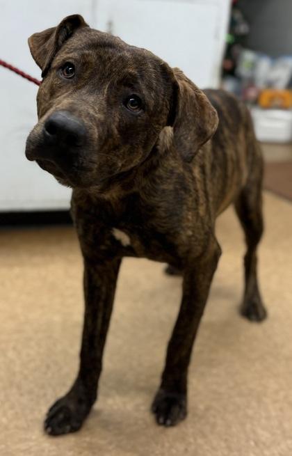 Booker, Adoptable, Adult Male Mountain Cur & Mixed Breed.