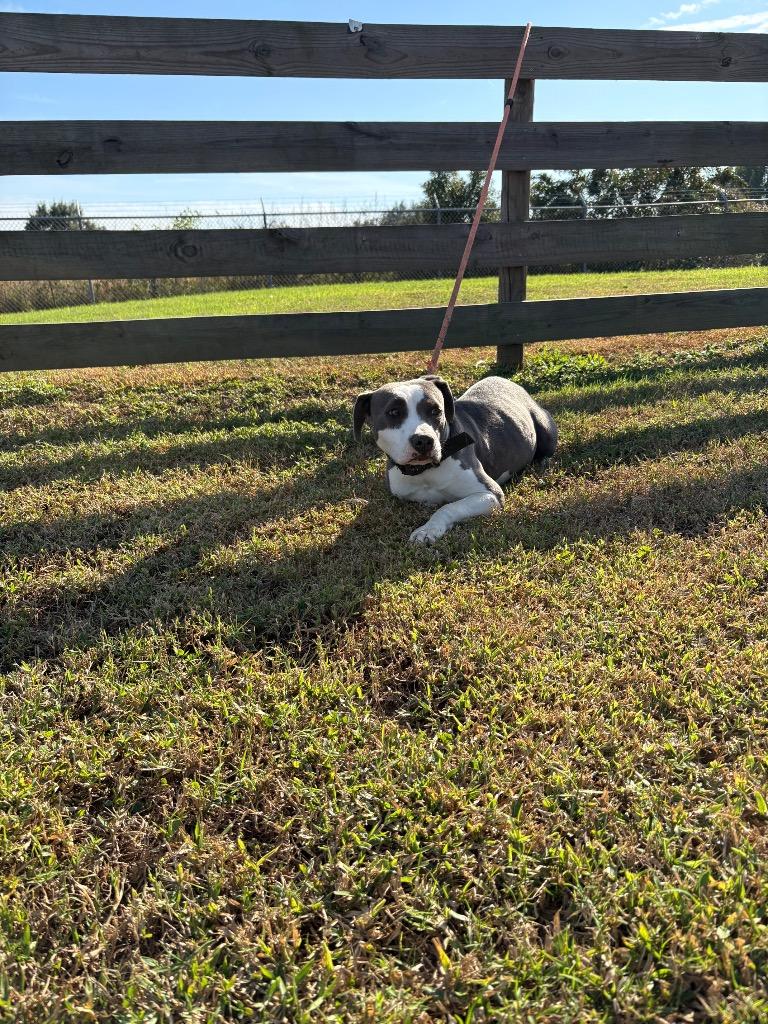 Enlarge Wendy, a Adoptable Pit Bull Terrier in Wauchula, FL image 1/1