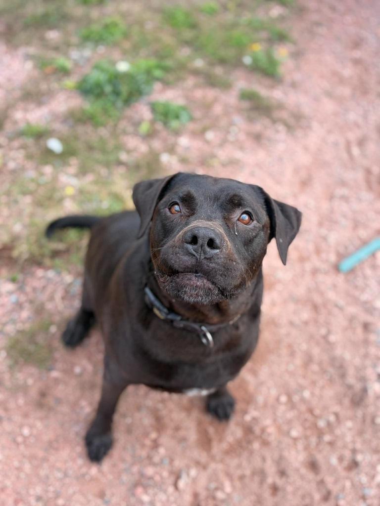 Enlarge Tank, a Adoptable mixed breed in Ashland, WI image 1/6