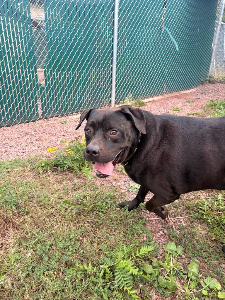 Enlarge Tank, a Adoptable mixed breed in Ashland, WI image 2/6