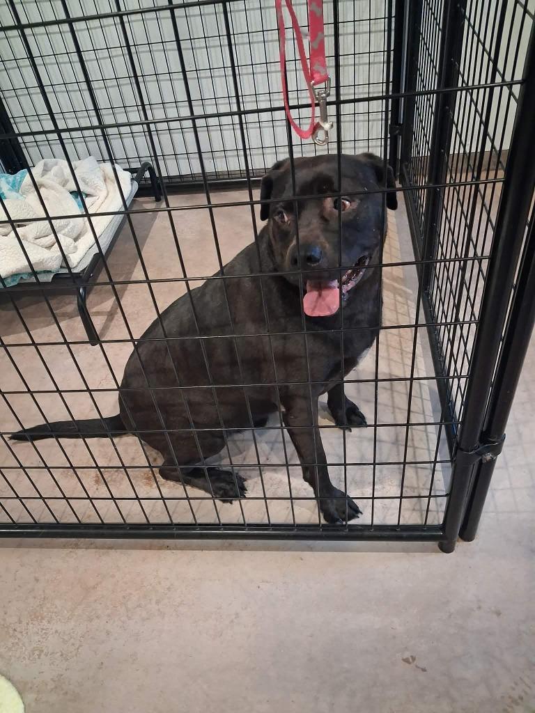 Enlarge Tank, a Adoptable mixed breed in Ashland, WI image 3/6