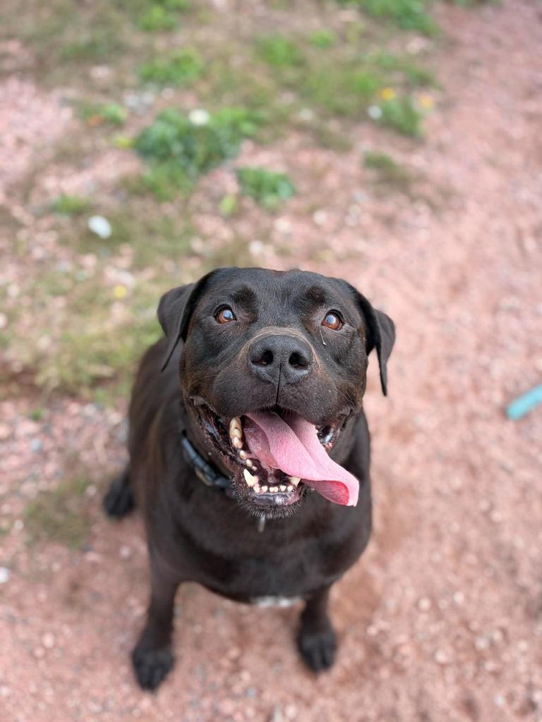 Enlarge Tank, a Adoptable mixed breed in Ashland, WI image 4/6