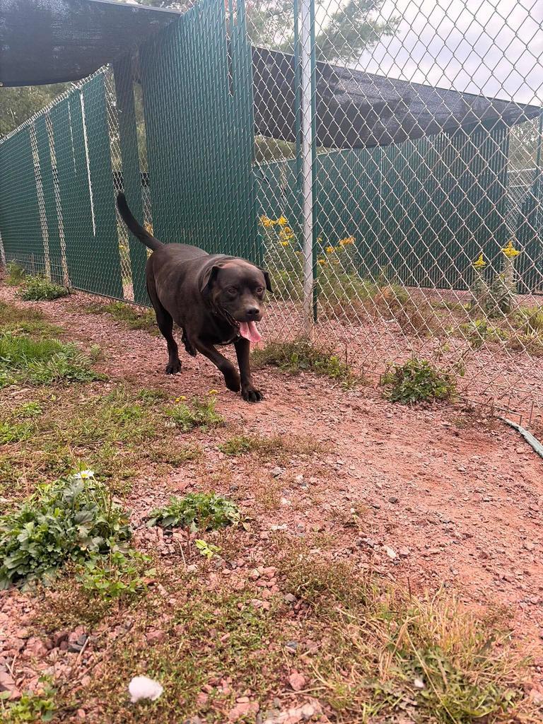 Enlarge Tank, a Adoptable mixed breed in Ashland, WI image 5/6