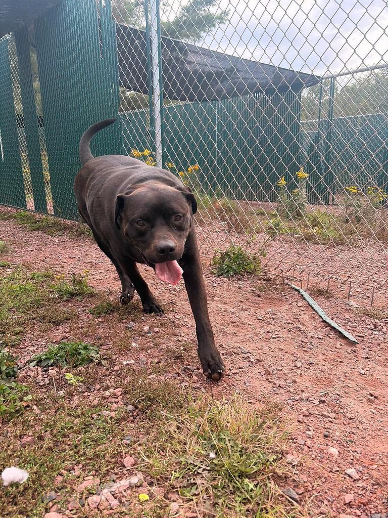Enlarge Tank, a Adoptable mixed breed in Ashland, WI image 6/6